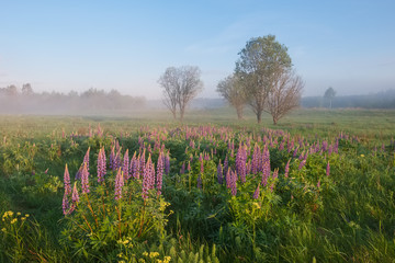 Landscape with flowering lupine early summer sunny misty morning