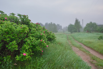 Summer landscape in the early misty morning with a dirt road in the village and flowering shrubs rosehip