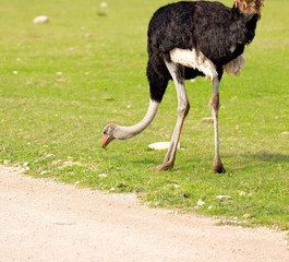  in south africa     wildlife  nature  reserve and   ostrich