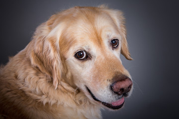 Golde Retriever modelt im Studio