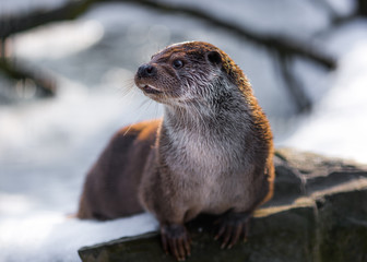 European otter