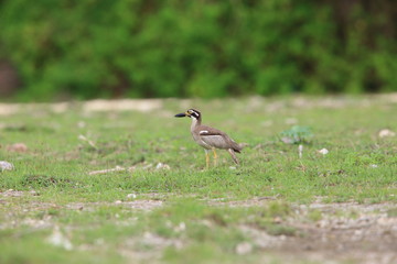 Beach Stone-Curlew or Beach Thick-knee (Orthorhamphus magnirostris) in Bali Barat National Park, Bali Island, Indonesia
