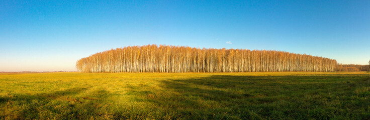 white birch grove on blue sky in early spring