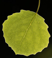 Single backlit aspen, Populus tremula, leaf.