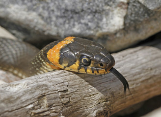 European grass snake, Natrix natrix.