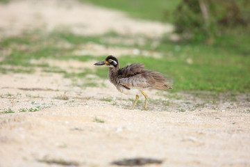 Beach Stone-Curlew or Beach Thick-knee (Orthorhamphus magnirostris) in Bali Barat National Park, Bali Island, Indonesia
