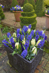 Hyacinths in flower growing in container pots Spring Norfolk