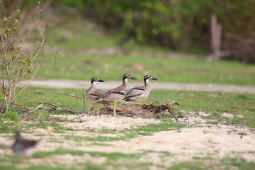 Beach Stone-Curlew or Beach Thick-knee (Orthorhamphus magnirostris) in Bali Barat National Park, Bali Island, Indonesia
