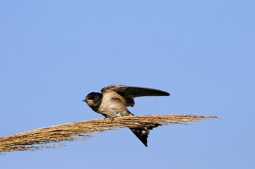 Hirundo rustica (Barn Swallow), Greece