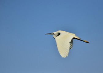 Little Egret (Egretta garzetta), Greece