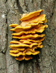 Laetiporus sulphureus bracket fungus on the side of oak trunk.