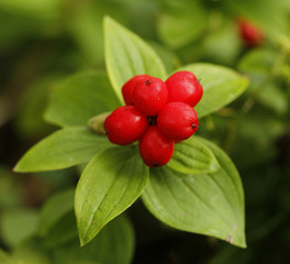 |Dwarf Cornel also known as Bunchberry Cornus suecica in Bothnian sea in Finland. Bothnian Sea is part of the Baltic Sea.
