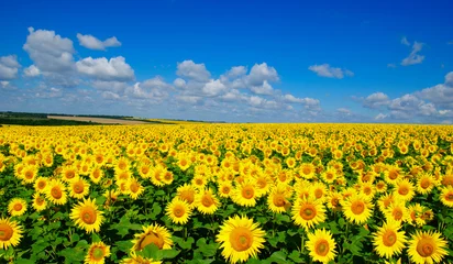 Fotobehang Zonnebloem veld met bloeiende zonnebloemen