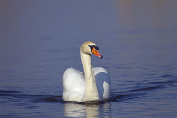 Fototapeta premium Mute Swan Cygnus olor male or cob swimming on lake
