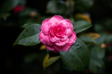Pink rose