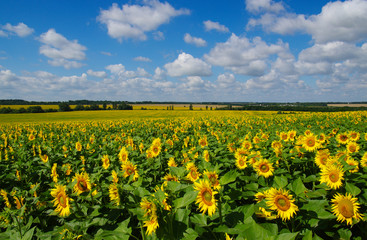 field of blooming sunflowers