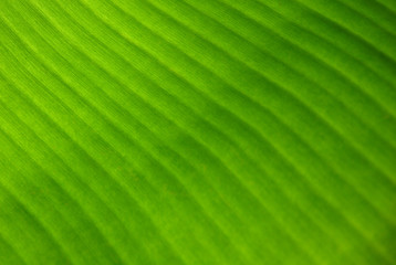 Color and Background of Banana Leaf