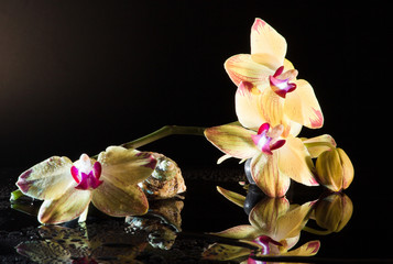Gelbe Orchideen und eine Muschel mit einer Wasserspiegelung und Wassertropfen 