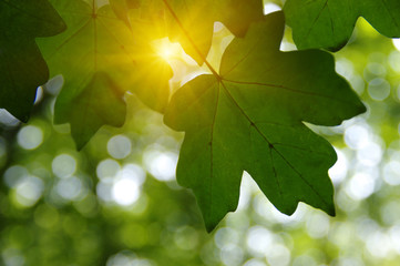 Fototapeta premium Green leaves and sun