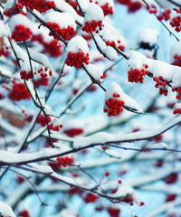  rowan covered with the snow