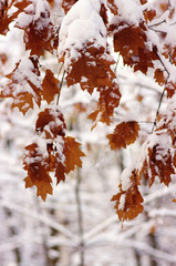 Yellow leaves in snow