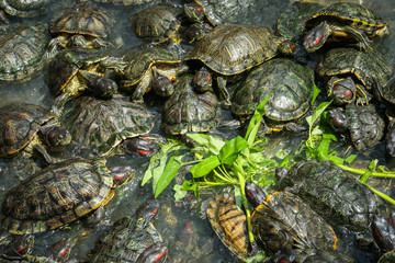 Hungry turtles in a temple