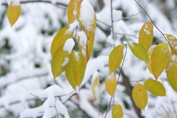 Yellow leaves in snow.