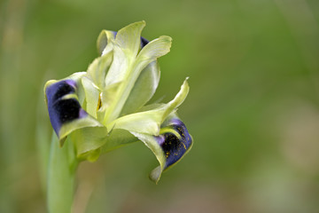 Snake's Head Iris (Iris tuberosa or Hermodactylus tuberosus), Crete