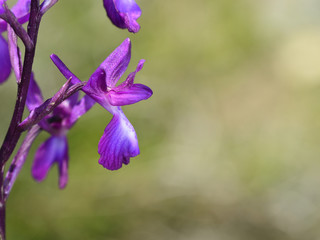 Lax-flowered orchid (Orchis laxiflora), Crete