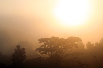 Thailand jungle sunrise