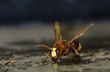 Oriental hornet (Vespa orientalis), Crete