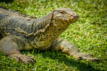 Obraz premium Big Lizard close up