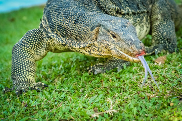 Big Lizard close up