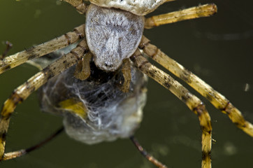 Argiope lobata, Crete 