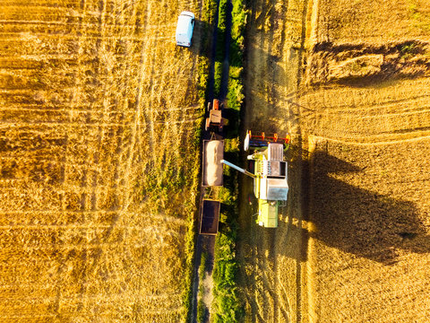 Harvester machine working at field. Harvester agriculture machine harvesting golden wheat at beautiful sunrise. Arrial view drone photography.