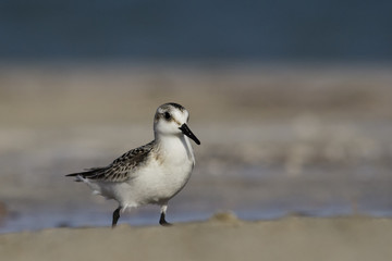 Sanderling (Calidris alba), Greece
