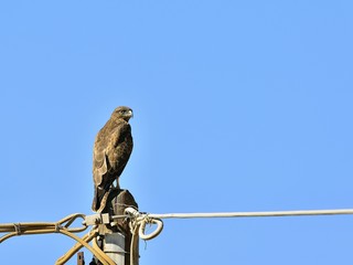 Common Buzzard (Buteo buteo), Crete