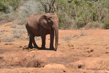 Obraz premium Alter afrikanischer Elefant