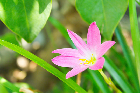 Zephyranthes minuta flower