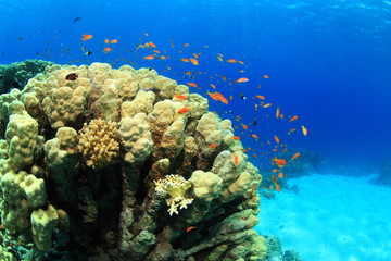 Fototapeta na wymiar Tropical coral reef and colorful fish