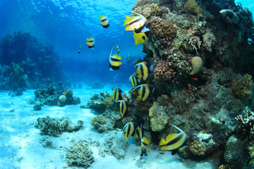 Naklejka na ściany i meble Tropical coral reef and colorful fish