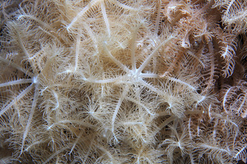 Anthelia soft coral polyps