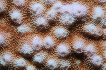 Close up of stony coral