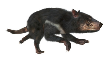 3D Rendering Tasmanian Devil on White