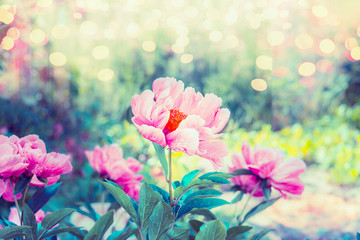 Beauteous flowers garden with pink peonies flowers , greens and bokeh lighting, summer outdoor...