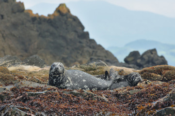 Two seals (Phoca vitulina stejnegeri). Colony on the coast of Pacific Ocean, Kunashir Island, Kuril Archipelago, Russia. - 138454820