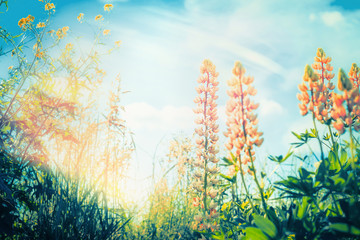 Fototapeta na wymiar Lupines flowers blooming at sky background in garden or park, outdoor