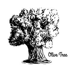 Vector sketch illustration. Black silhouette of Olive tree isolated on white background.