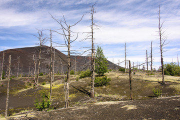 Dead trunks in volcanic desert