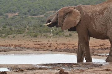 Elefant am Wasserloch 